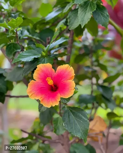 Zomoloco Hibiscus Hybrid Live Flower Plant Cf3301-thumb0