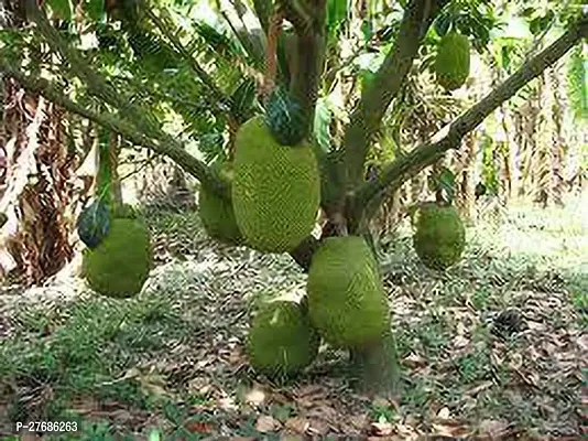 Zomoloco Jackfruitmodelj30 Jack Fruit Plant-thumb0