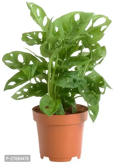 Zomoloco Broken Heart Indoor Plant With Air Purify-thumb0