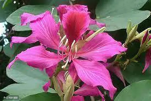 Zomoloco Kanchan Bauhinia Acuminata Purple Flowe