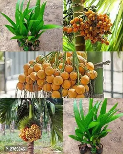 Zomoloco Betel Nut Supari Dwarf Hybrid Live Plant-thumb0