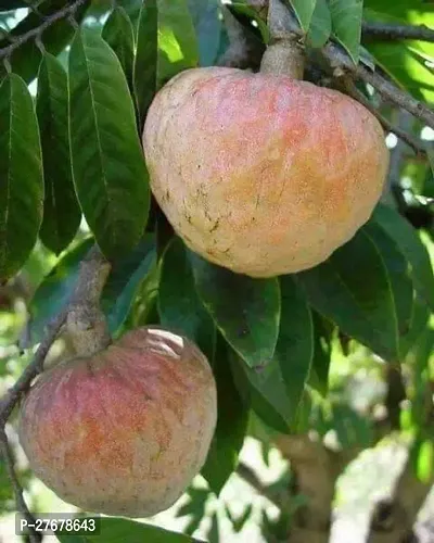 Zomoloco Custard Apple Live Plant Disha200611 C-thumb0