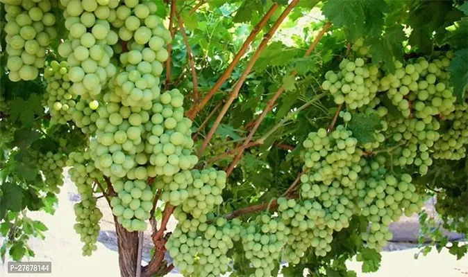 Zomoloco Iive Grapes Fruit Plant Grapes Plant-thumb0