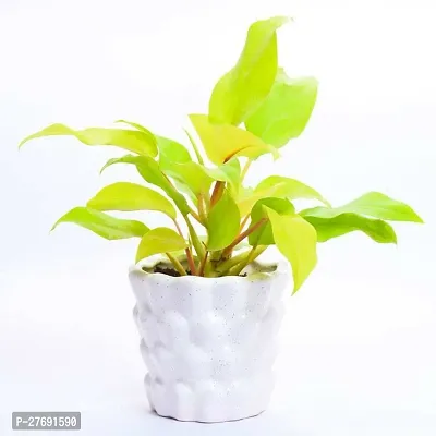 Zomoloco Philodendron Indoor Hybrid Live Plant For