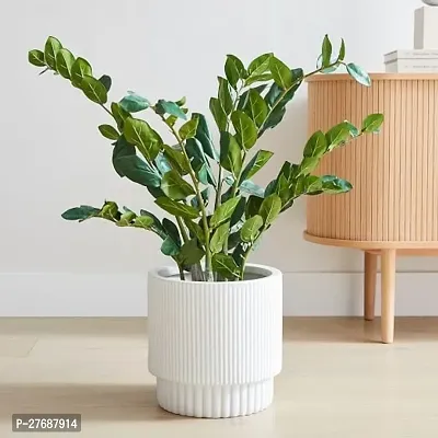 Zomoloco Live Air Purifying Indoor Zz Zamioculcas