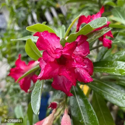 Zomoloco Air Layered Adenium Plant Live Plant Cf0