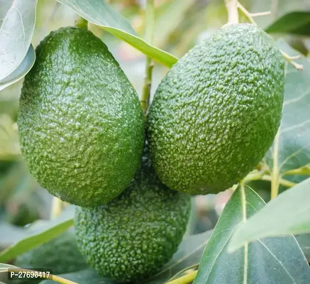 Zomoloco Avocado Plants Live Plantcf01 Avocado P-thumb0