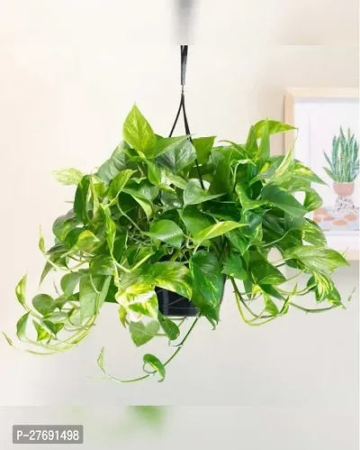 Zomoloco Money Plant Indoor Plant With Air Purifyi-thumb0