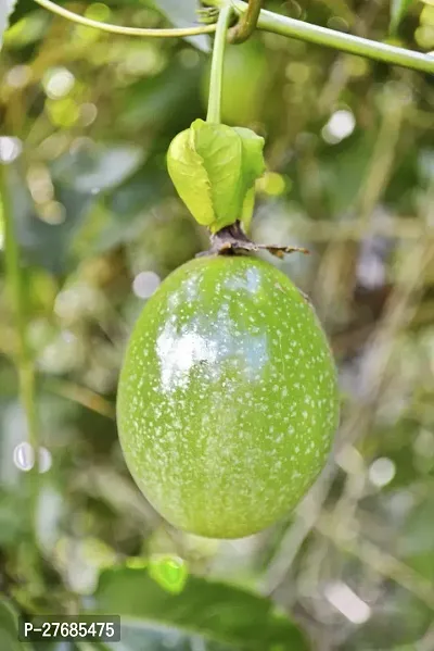 Zomoloco Air Layered Passion Fruit Plant Live Plan-thumb0