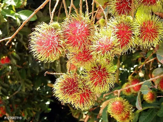 Zomoloco Rare Red Rambutan Hybrid Exotic Fruit See