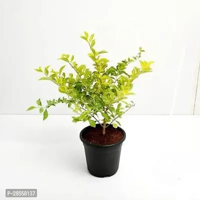 Zomoloco Duranta Plant Duranta Plant-1-thumb0