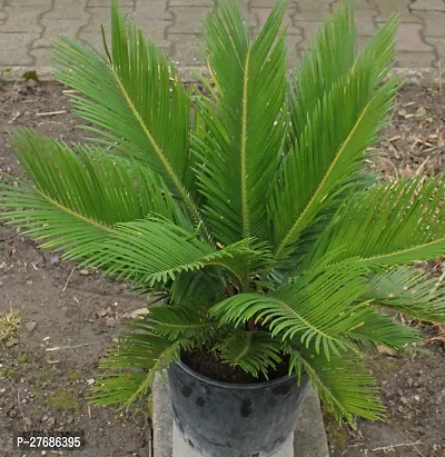 Zomoloco Cycas Revoluta Plant Live Plant Cf371 C-thumb0