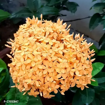 Zomoloco Trothic Ixora Chethi Yellow Plant Live Fl