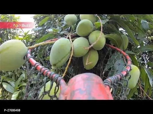 Zomoloco Thai Mango Plant Mango Plant-thumb0