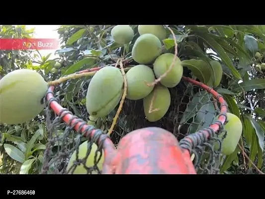 Zomoloco Thai Mango Plant Mango Plant