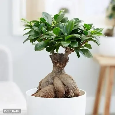 Zomoloco Chinese Banyanchinese Gemmoneyficus Mi-thumb0