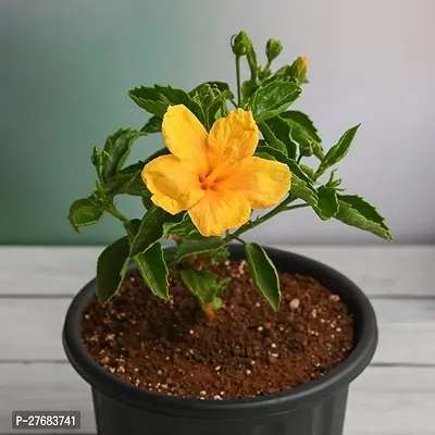 Zomoloco Hibiscus Gudhal Flower Yellow Plant-thumb0