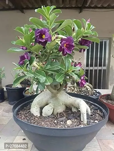 Zomoloco Air Layered Adenium Desert Roses Brown C-thumb0