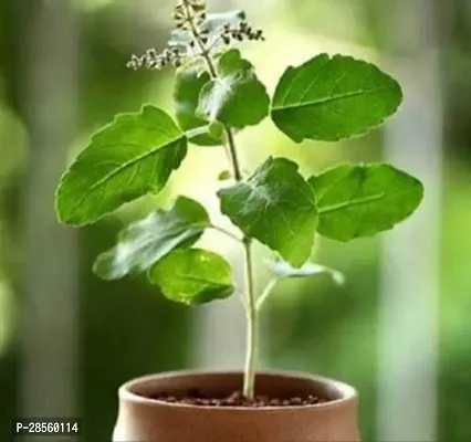 Zomoloco Tulsi Plant Tulsi Plant(Pack of 1)-thumb0