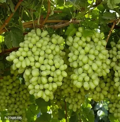 Zomoloco Thompson Seedless Grapes Plant Grape Plan