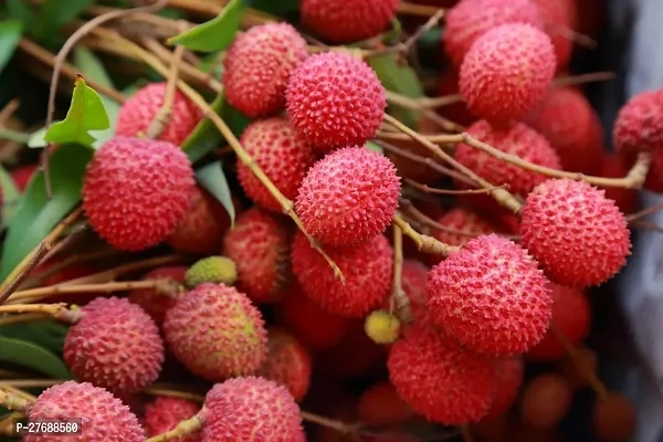 Zomoloco Air Layered Hybrid Bombai Litchi Plant Li-thumb0