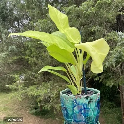 Zomoloco Philodendron Indoor Hybrid Live Plant For