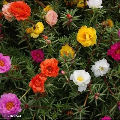 Zomoloco Portulaca 9Oclock Mixed Colour Flower-thumb0