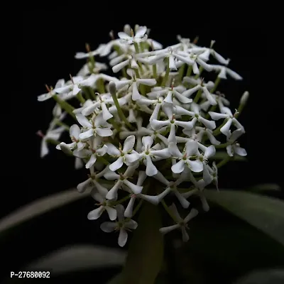 Zomoloco Trothic Ixora Chethi White Plant Live Flo-thumb0