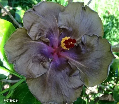 Zomoloco Hybrid Hibiscus Flower Live Plantcf330-thumb0