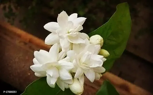 Zomoloco Arabian Jasmine Double Petal Live Flower