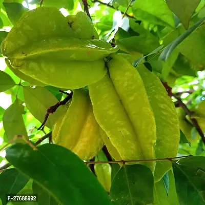 Zomoloco Rare Star Fruit Grafted Live Plant Cf068-thumb0