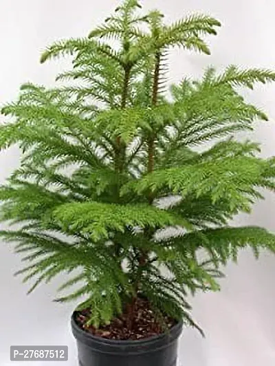 Zomoloco Live Christmas Plant Healthy Decorative-thumb0