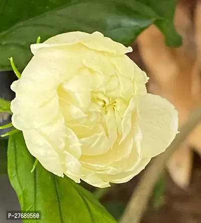 Zomoloco Arabian Jasmine Double Petal Live Flower