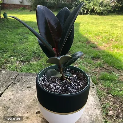 Zomoloco Live Rubber Plant Black Prince Rubber P