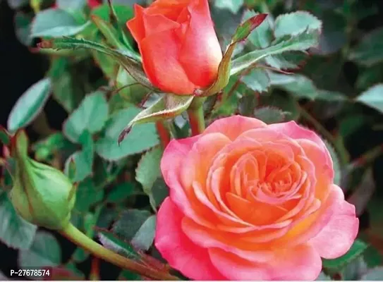 Zomoloco B 307 Rose Plant-thumb0