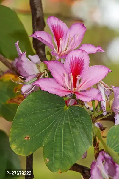 Zomoloco Bauhinia Flower Plant Fe5 Bauhinia Acumi-thumb0