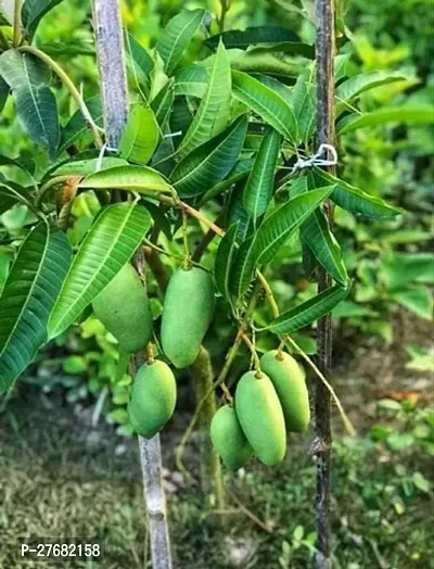 Zomoloco Mango Plant 7651 Mango Plant-thumb0