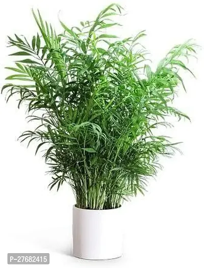 Zomoloco T01 Areca Palm-thumb0