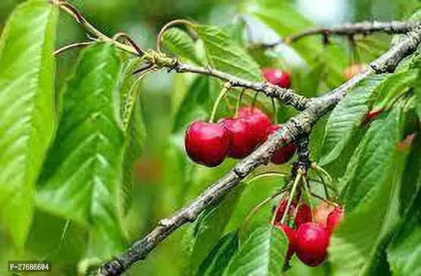 Zomoloco Cheery Plant Cherry Fruit Plant