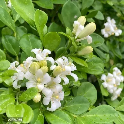 Zomoloco Murraya Paniculata Kamini Flower Plant Cf-thumb0