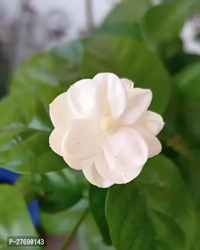 Zomoloco Arabian Jasmine Double Petal Live Flower