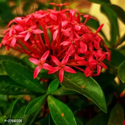 Zomoloco Trothic Ixora Chethi Red Plant Live Flowe-thumb0