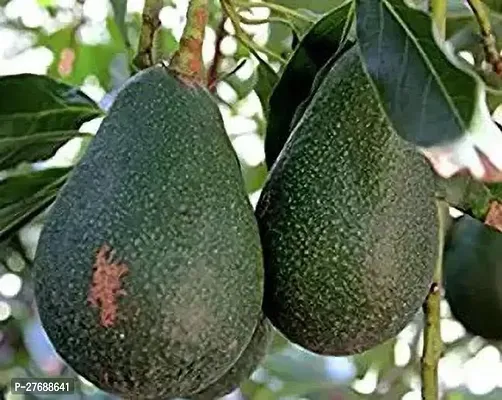 Zomoloco Avocado Plants Live Plantcf881 Avocado-thumb0