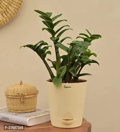 Zomoloco Live Air Purifying Indoor Zz Zamioculcas-thumb0