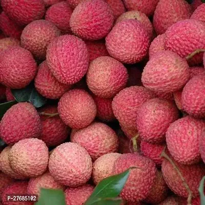 Zomoloco Litchi Plantcfa276 Litchi Plant-thumb0