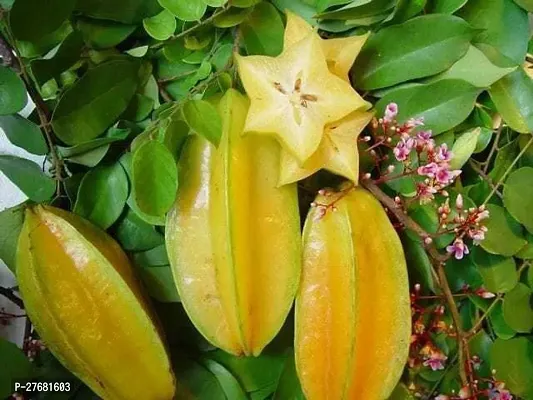 Zomoloco Sj11 Star Fruit Carambola Grafted Plant-thumb0