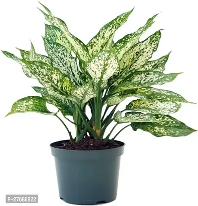 Zomoloco Snow White Aglaonema Chinese Evergree-thumb0