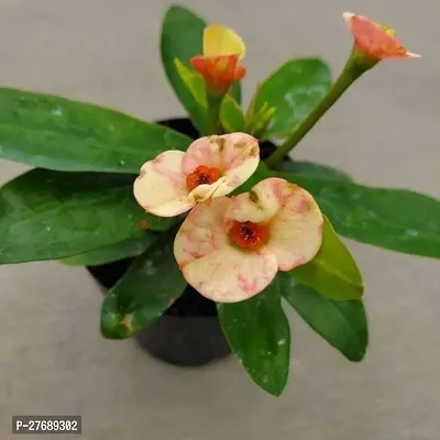 Zomoloco Euphorbia Mili Crown Of Thorns Live Flow