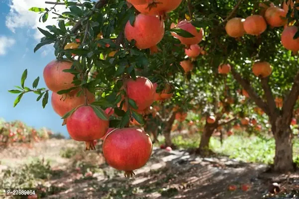 Zomoloco Pomegranate Live Plant Kazake Variety Cf-thumb0