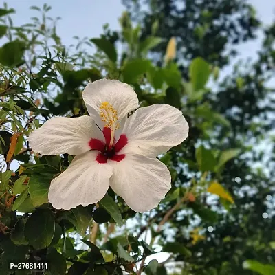 Zomoloco Hibiscus White Live Flower Plant Disha2